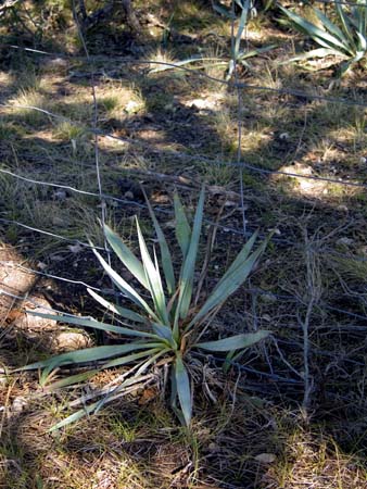 Corner Weed, Brown County, Texas